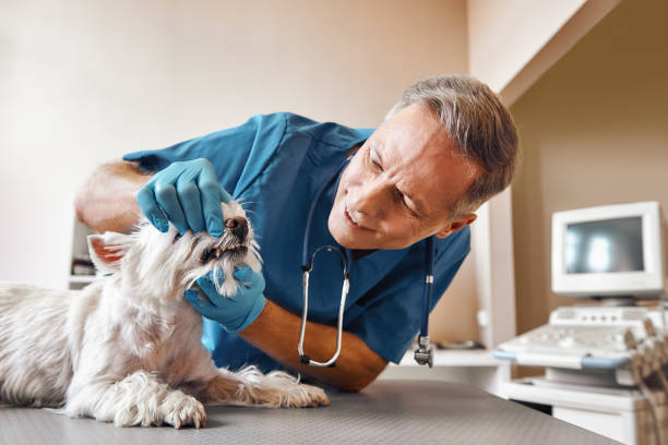Best Emergency Wisdom Teeth Removal in Cuba City, WI